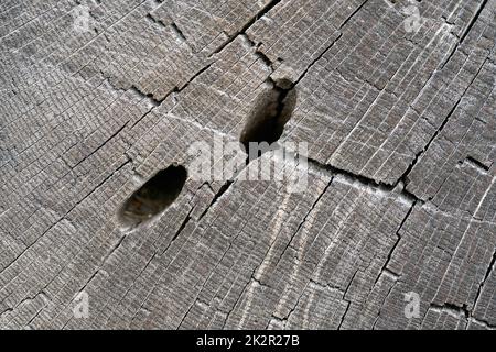 Des tunnels d'alimentation d'un grand coléoptère du capricorne, Cerambyx cerdo, dans le bois d'un chêne pédonculé, quercus robur Banque D'Images