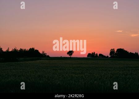 Coucher de soleil fin de printemps avec champ de céréales en premier plan Banque D'Images