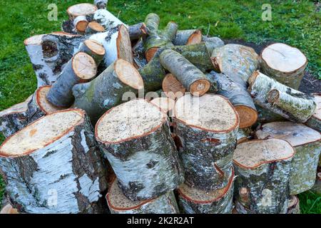 Bois récolté. Bois nouvellement récolté - prêt à l'emploi comme bois de chauffage. Banque D'Images