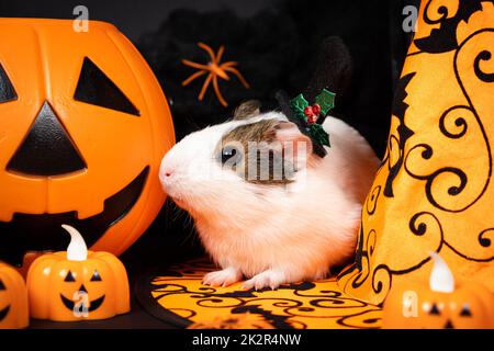 Un cobaye blanc est assis près d'une citrouille et d'un chapeau de sorcière sur un fond noir. Les animaux célèbrent Halloween Banque D'Images