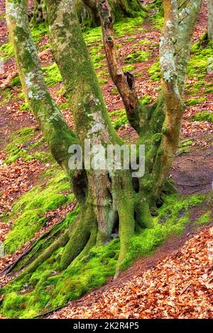 La forêt de trolls - Rebild, Danemark. La forêt enchantée dans le parc national de Rebild, Jutland, Danemark. Banque D'Images