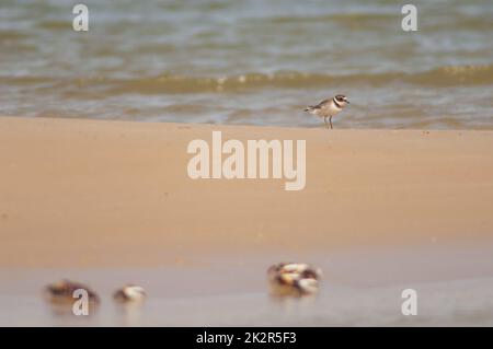 Tremplins communs à anneaux Charadrius hiaticula et crabes de violon Afruca tangeri. Banque D'Images