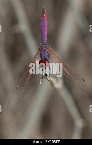 Trithemis annulata sur une branche. Banque D'Images