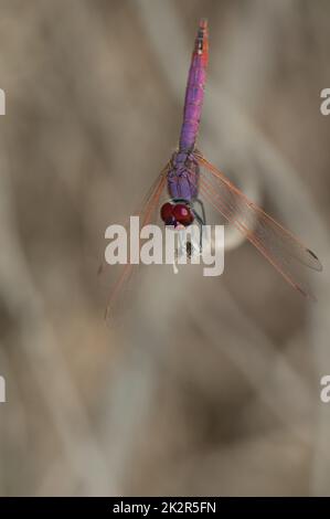 Trithemis annulata sur une branche. Banque D'Images