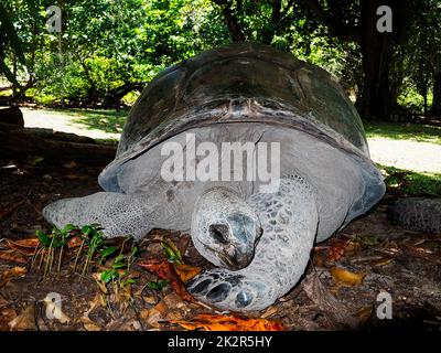 Seychelles - Ile Curieuse, Parc Marine National de Curieuse - Tortue Banque D'Images