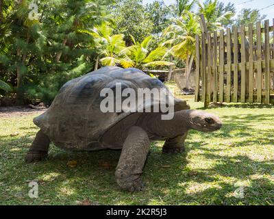 Seychelles - Ile Curieuse, Parc Marine National de Curieuse - Tortue Banque D'Images