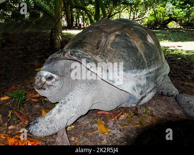 Seychelles - Ile Curieuse, Parc Marine National de Curieuse - Tortue Banque D'Images