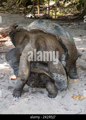 Seychelles - Ile Curieuse, Parc Marine National de Curieuse - Tortue Banque D'Images