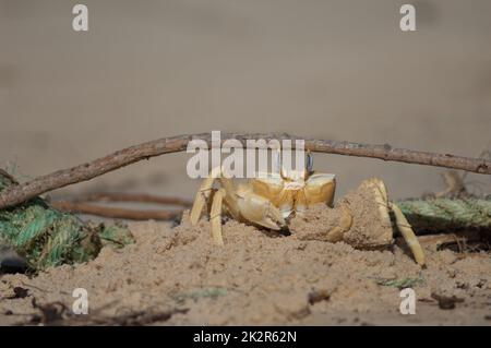 Crabe fantôme construire un tunnel comme refuge. Banque D'Images