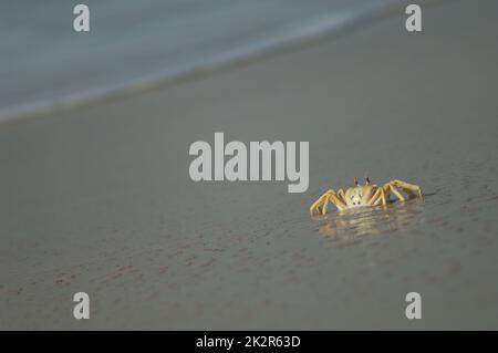 Crabe fantôme sur le sable d'une plage. Banque D'Images