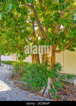 Grands arbres tropicaux sentiers pédestres naturels Playa del Carmen Mexique. Banque D'Images