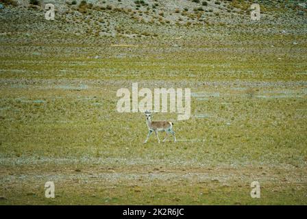 Antilope de goa debout dans le champ vert Banque D'Images