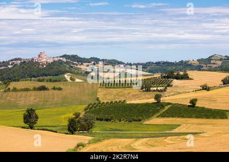 Vignoble Barbera dans la région Piémont, Italie. Paysage de campagne dans la région de Langhe Banque D'Images