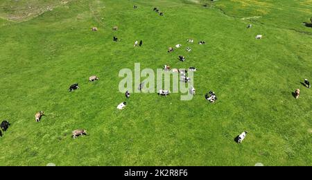 Photo aérienne avec drone de vaches laitières de différentes races sur un pré en bavière Banque D'Images