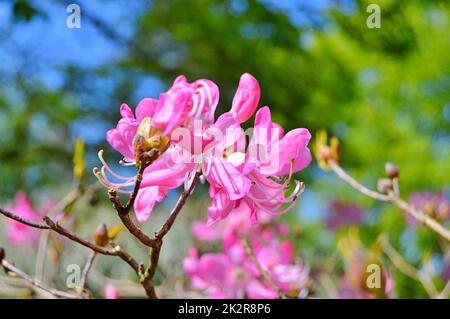 Rhododendron - azalea, fleurs dans le parc de la ville sous le printemps Banque D'Images
