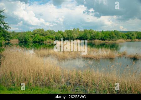 Zone humide Haff Reimech au Luxembourg, habitat des marais, réserve naturelle et biotope Banque D'Images