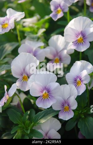 Pansies de fleur violet clair pour une fleur de pansy colorée Banque D'Images
