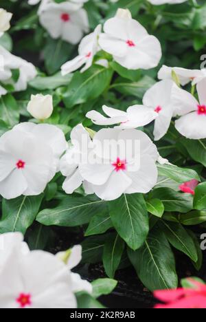 Feuillage fleurs de vinca, fleurs de vinca rose (periwinkle de Madagascar) Banque D'Images