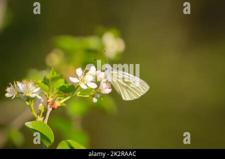 Un papillon blanc à veine verte, un papillon blanc sur une fleur. Banque D'Images