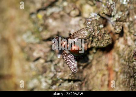 Gros plan d'une mouche assise sur l'écorce d'un arbre au soleil. Banque D'Images