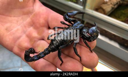 Un gros plan d'un scorpion inoffensif en Thaïlande. Banque D'Images