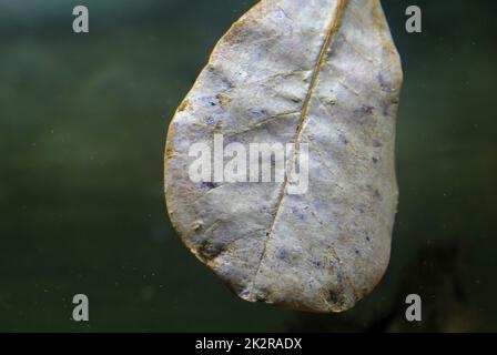 Gros plan d'une feuille de semandel ou d'amande de plage. Banque D'Images