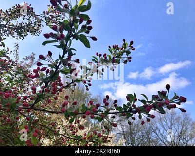 Fleurs de pomme dans le parc de la ville sous le printemps... Banque D'Images