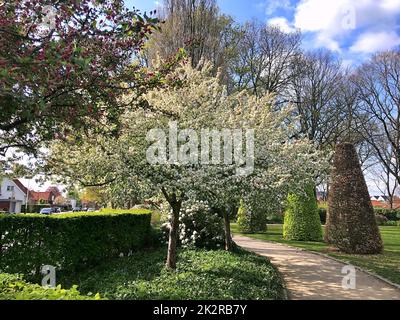 Fleurs de pomme dans le parc de la ville sous le printemps... Banque D'Images