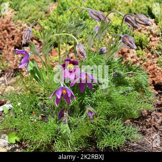 Fleur Dream-grass ou Pulsatilla patens couleur pourpre Banque D'Images