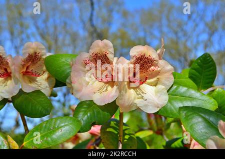 Rhododendron - azalée, fleurs dans le parc de la ville sous le printemps Banque D'Images