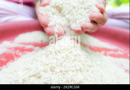 Femme main tenant le riz et tombant de la main au plateau en plastique rouge Riz sec cru. Riz blanc moulu non cuit. Zakat et concept de charité. Céréales biologiques. Aliments de base. Concept de rendement mondial pour le riz. Banque D'Images