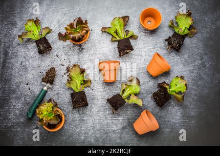 Propagation et replantation de légumes concept de semis avec pots de fleurs, sol et outils de jardinage Banque D'Images