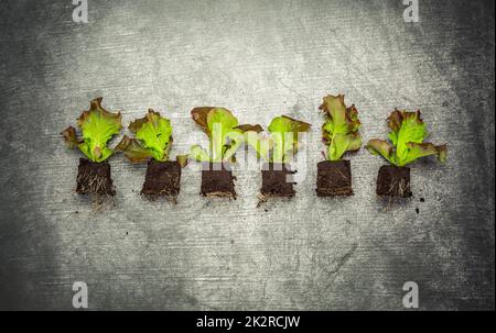 Propagation et replantation de légumes concept de semis avec pots de fleurs, sol et outils de jardinage Banque D'Images