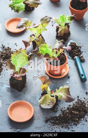 Propagation et replantation de légumes concept de semis avec pots de fleurs, sol et outils de jardinage Banque D'Images