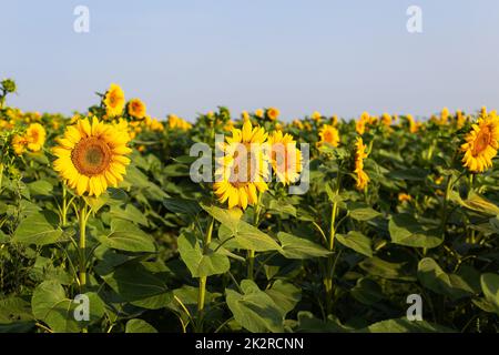 Un beau champ de fleurs de soleil dorées contre un ciel bleu. Préparation de la récolte, production d'huile de tournesol. Banque D'Images