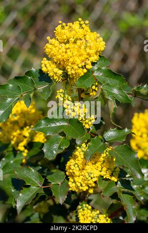 Arbuste houx fleuri dans le jardin, belles petites fleurs, gros plan Banque D'Images