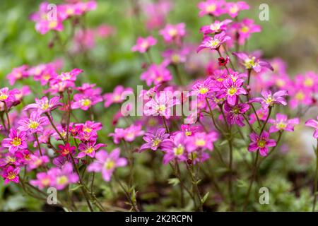 Fleurs de printemps roses de saxifraga Ã— arendsii fleurir dans le jardin de roche, gros plan Banque D'Images