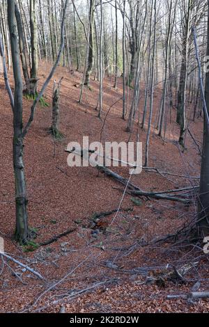 Silver-hêtre le tronc des arbres contre les feuilles sèches Banque D'Images