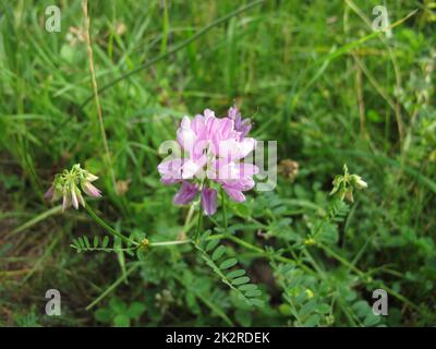 Crownvetch aux fleurs violettes, Securigera varia Banque D'Images