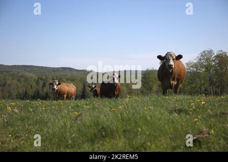 quatre vaches brunes cultivtent un animal debout dans le pays de campagne agricole jour de printemps Banque D'Images