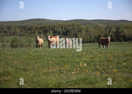 quatre vaches dans le champ vert ferme animal pays agriculture brun bétail Banque D'Images