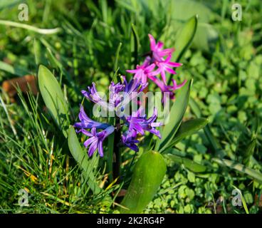 Gros plan de la fleur ouverte de jacinthe. Banque D'Images