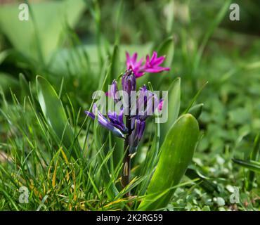 Gros plan de la fleur ouverte de jacinthe. Banque D'Images