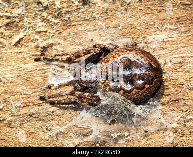 Gros plan d'une araignée de croisement de suceur assise sur un morceau d'écorce d'arbre. Banque D'Images