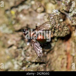 Gros plan d'une mouche assise sur l'écorce d'un arbre au soleil. Banque D'Images