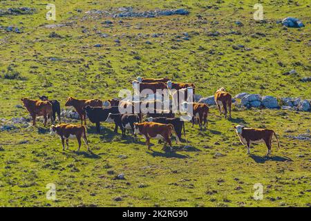 Groupe de vaches au champ, Uruguay Banque D'Images