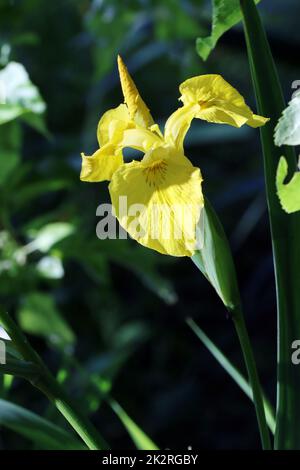 Sumpf-Schwertlie (Iris pseudacorus)- auch Gelbe Schwertlie und Wasser-Schwertlie Banque D'Images