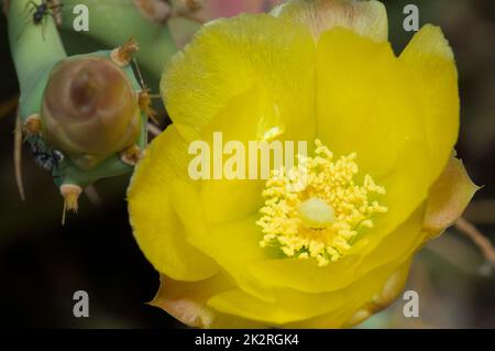 Fleur de poire épineuse Opuntia sp dans le parc national de la Langue de Barbarie. Banque D'Images