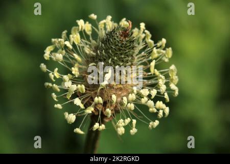 Spitzwegerich, Plantago lanceolata, Plütenstand Ribwort plantain, inflorescence Banque D'Images