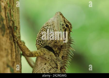 Les lézards jaunes sur les arbres sont colorés en harmonie avec la nature. Banque D'Images